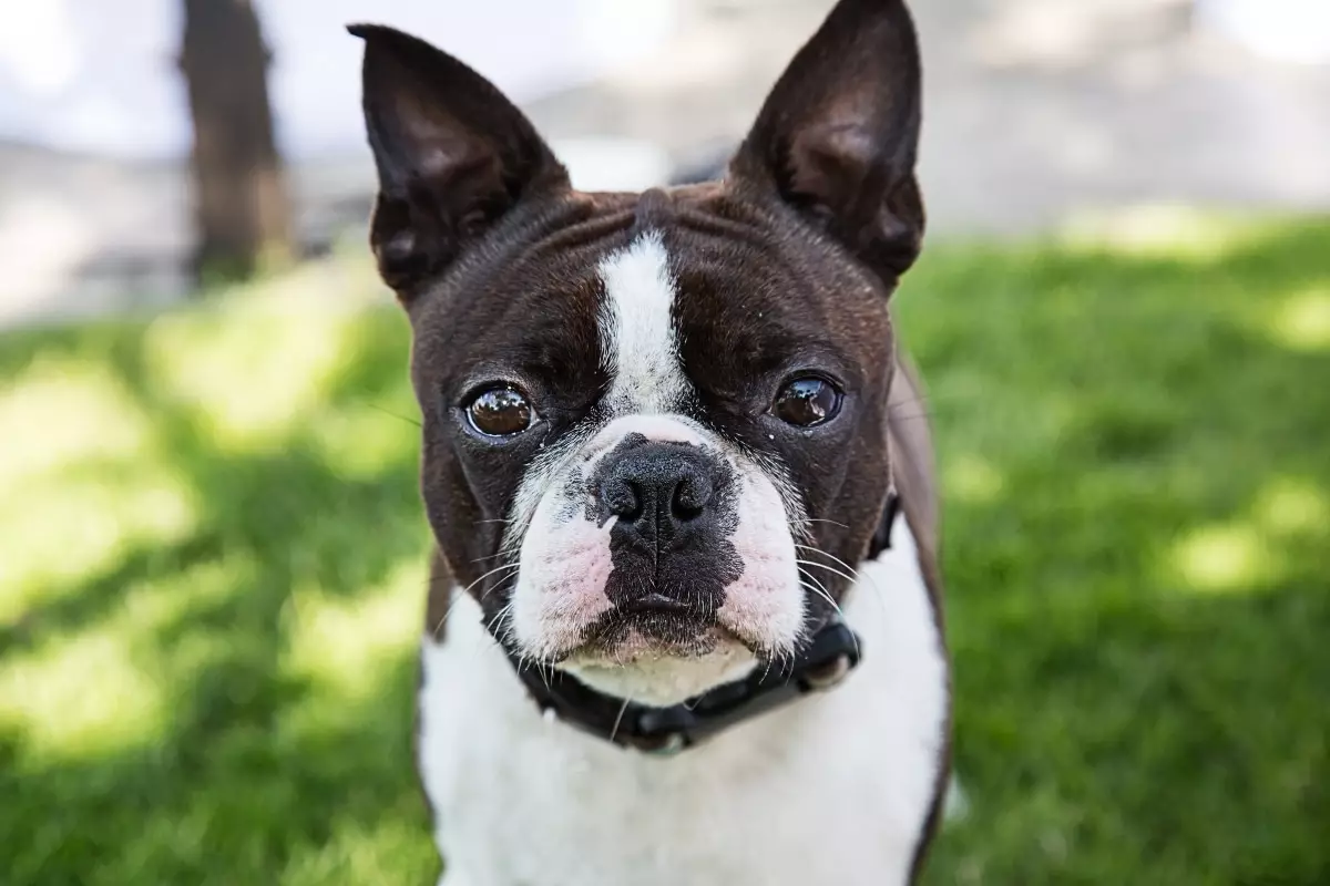 The Unmatched Charm of Dramatic Dog Breeds: An Ode to Canine Theatrics