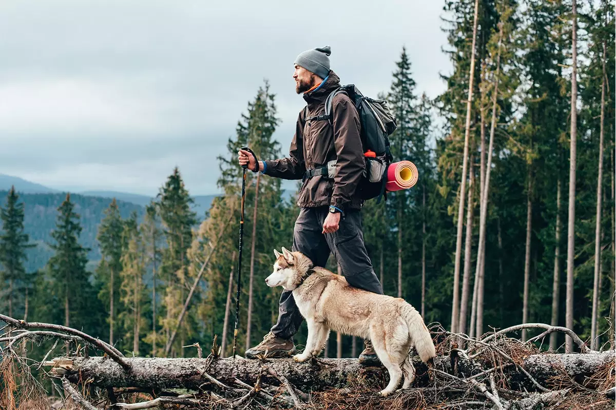 Unleashing Adventure: Discover the Ultimate Canine Companions for Your Wild Side